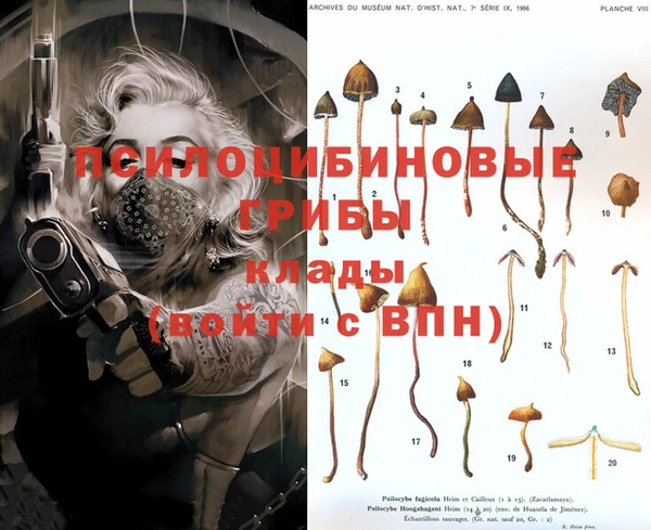 PSILOCYBIN Бородино